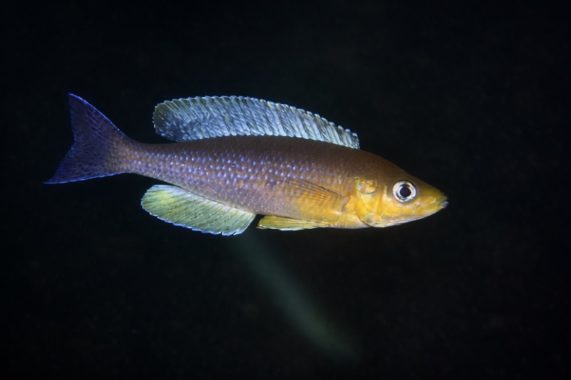 Cyprichromis sp. 'dwarf jumbo' Cape Kabogo